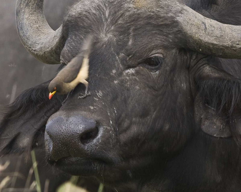 Kenya Oxpecker bird on nose of water buffalo